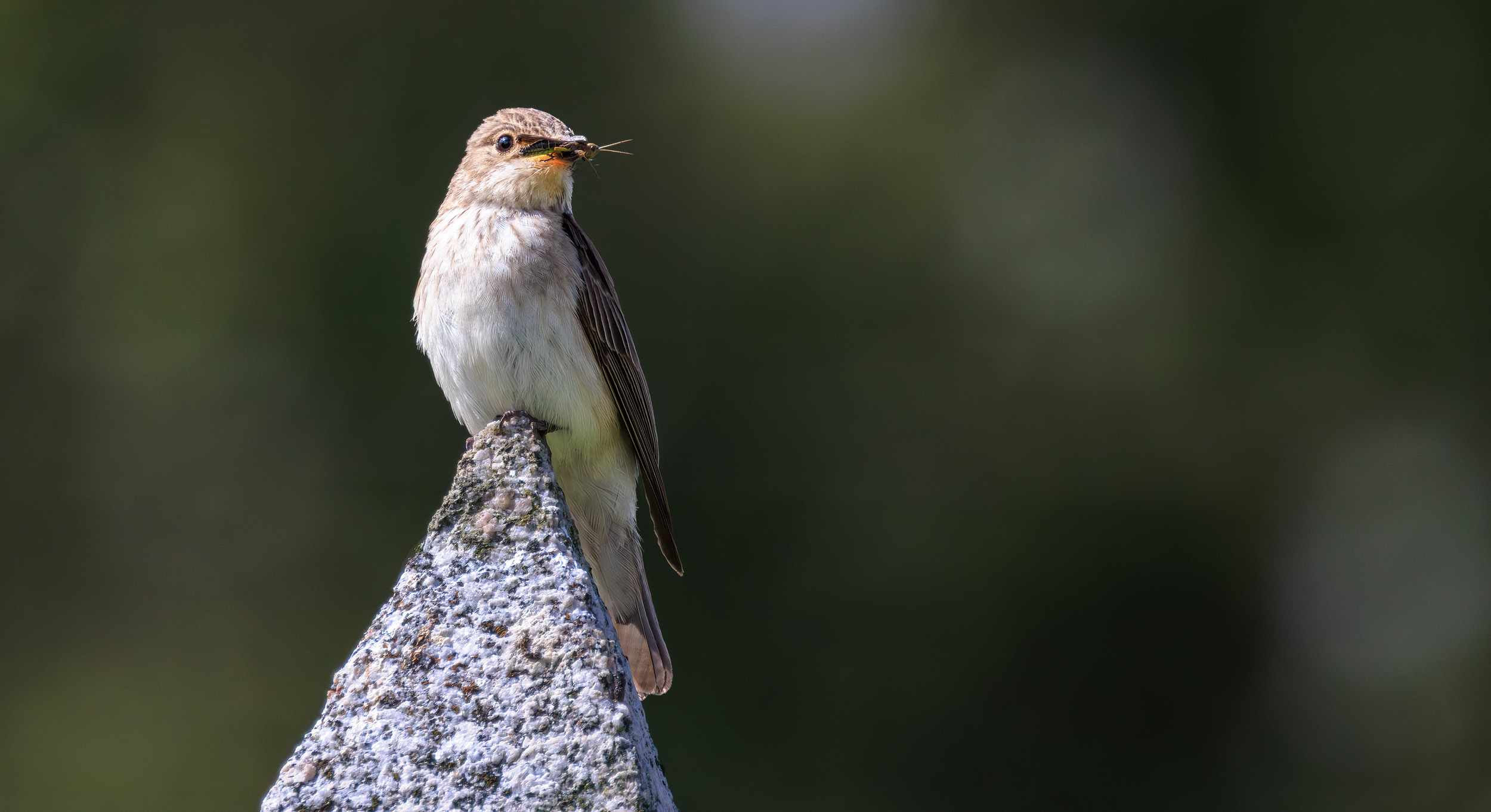 Muscicapa striata Spotted flycatcher with a cricket grasshopper in mouth scotland on a memorial